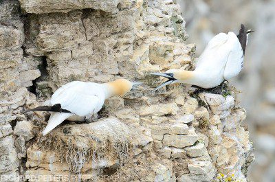 Nesting gannets on the cliff face at Bempton RSPB reserve.