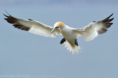 The wind helped slow the gannets down.