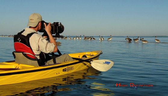 Photographing pelicans from a canoe in Florida Wild Photo Adventures: Photographing pelicans from a canoe in Florida