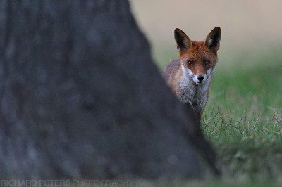 A fox looks round a tree as dusk falls. using the Nikon D3s I was able to capture the moment even though the ISO was set to 10,000!