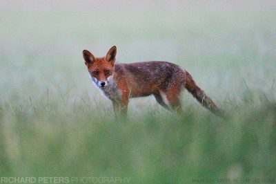 Nikon D3s, 600 VR, 1/40, f4, ISO 10000 A fox at dusk