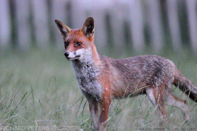 Nikon D3s, 600 VR, 1/40, f4. ISO 12800 A fox at dusk