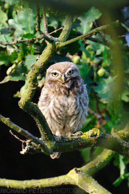 A rare almost completely clear view of the elusive little owl.