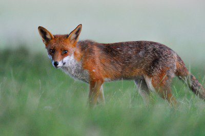 Nikon D3s, 600 VR + 1.4x, 1/40, f5.6, ISO 10000 A fox at dusk, taken with the Nikon D3s