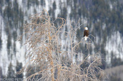 A bald eagle sits high atop a bare tree in Yellowstone National Park in winter.