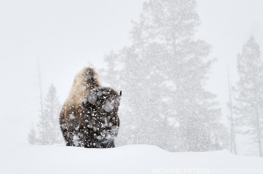 A bison battles a passing blizzard in Yellowstone National Park.