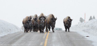 You need to take care when driving the yellowstone roads in winter