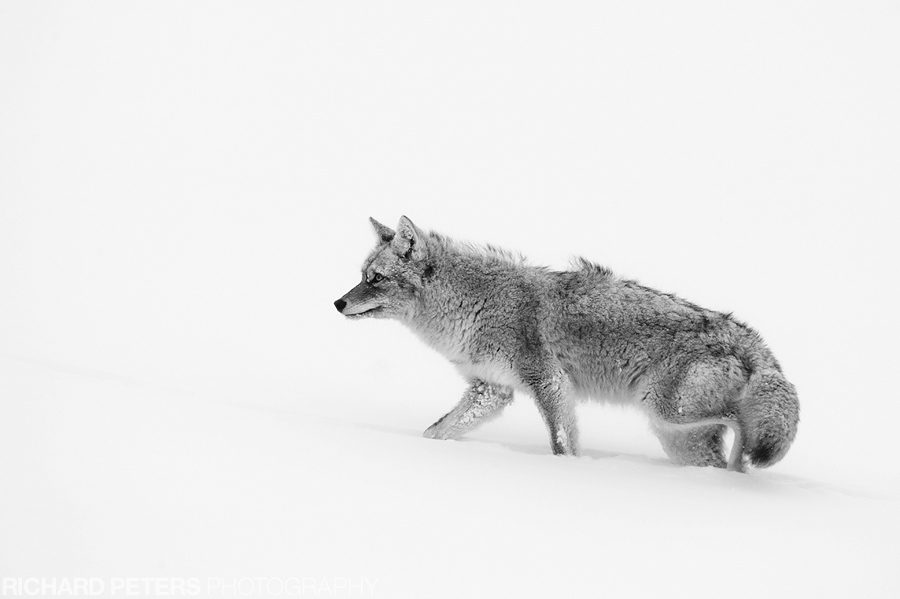A coyote battles the wind and snow covered floor in Yellowstone National Park