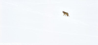 Coyote pano, not taken when I was in bed ill...