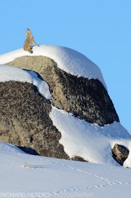 A coyote sits atop a snow covered rock, howling out for it's mate in Yellowstone National Park, during winter.