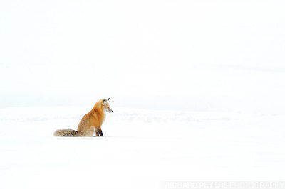 A red fox sits and listens for mice under the snow in Yellowstone National park.