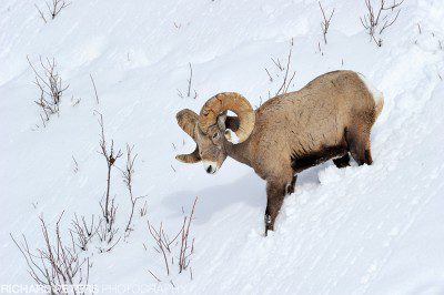 A big horn edges down the steep hill side