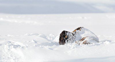 A bison sleeps so long, that a snow blanket is formed over the top in Yellowstone National Parks cold winter.