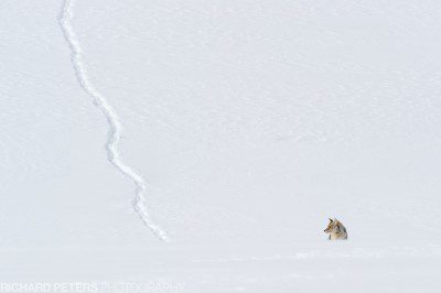 A coyote walks down the hillside, before being beaten by thick snow in Yellowstone National Park.