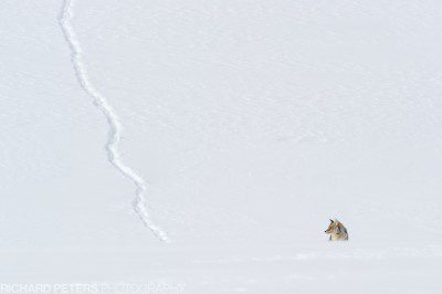 A coyote walks down the hillside, before being beaten by thick snow A coyote walks down the hillside, before being beaten by thick snow in Yellowstone National Park.