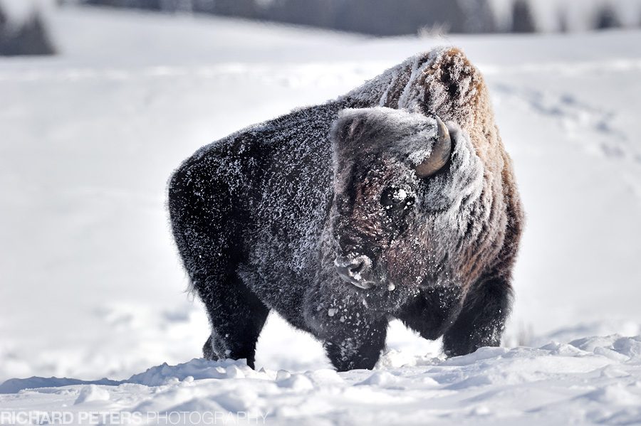 A frost covered bison stands up to the harsh Yellowstone winter