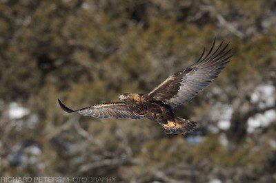 A golden eagle takes flight in Yellowstone National Park.