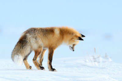 A red fox listens for mice under the deep snow in Yellowstone National Park.