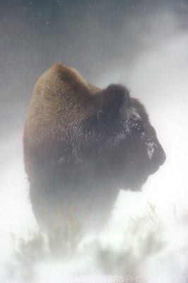 A bison braving the harsh, snowy, wind swept weather in Yellowstone National Park.