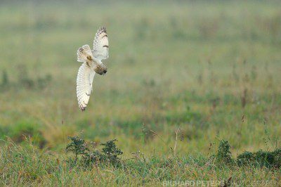 A short eared owl twists and dives for the ground to catch it's prey