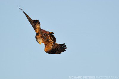 A red kite twists mid-air as it prepared to dive at the ground in the Chilterns