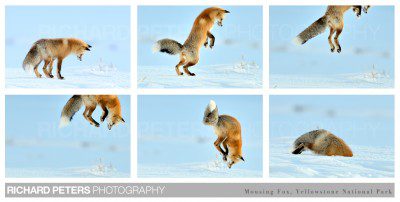 My mousing fox sequence of images that hit the national and international press in a big way in December 2011