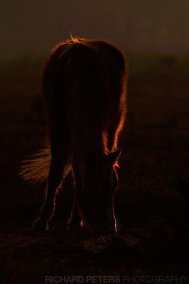 200-400 + 1.4x, 440mm 1/1250, f7.1 -3EV, ISO 220