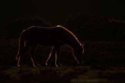 200-400 + 1.4x, 550mm, 1/1250, f7.1, -5.0, ISO 200