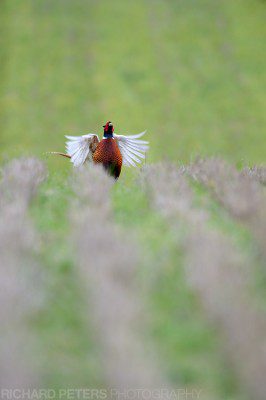 A pheasant displaying in a field, taken with the Nikon D4