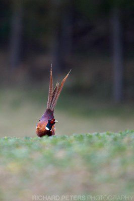 D4, 600 VR, 1/1600, f4, ISO 1100 A pheasant in the English countryside, taken with the Nikon D4