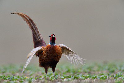 A male pheasant displaying, taken with the Nikon D4