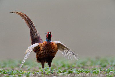 Nikon D4, 600 VR + 1.4x TC, 1/1600, f8, ISO 3600 A male pheasant displaying, taken with the Nikon D4