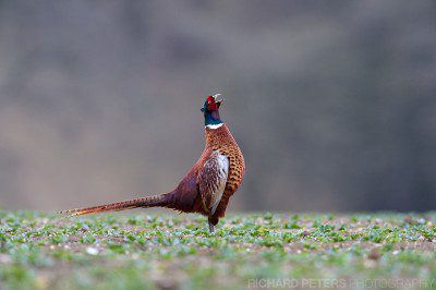 Nikon D4, 600 VR + 1.4x TC, 1/320, f8, ISO 1800 A pheasant displaying, taken with the Nikon D4.