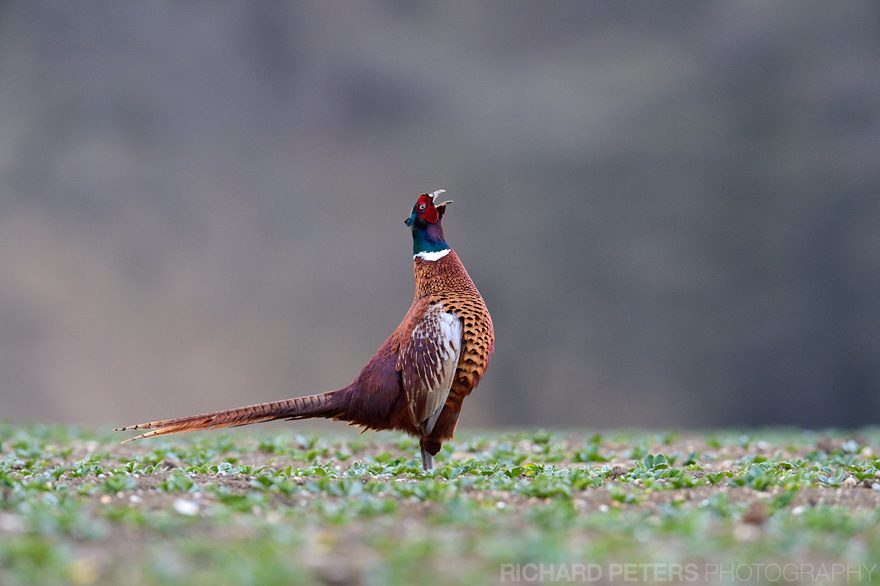 A pheasant displaying, taken with the Nikon D4.