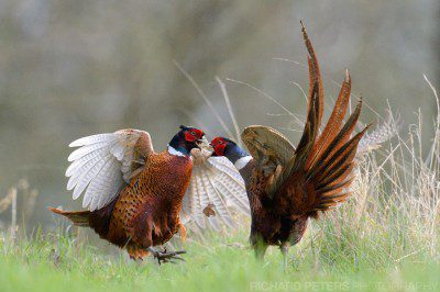 Nikon D4, 600 VR + 1.4x, 1/1600, f8, ISO 9000 Pheasants fighting, taken with a Nikon D4