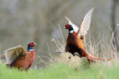 Fighting pheasants, taken at a high ISO 9000 with the Nikon D4