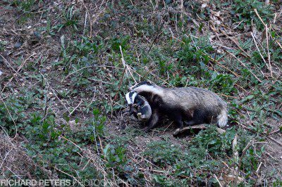 Nikon D4, 600 VR, 1/250, f5, ISO 12800 A badger carrying it's cub at dusk, taken with the Nikon D4