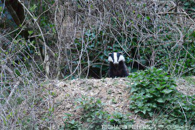 A badger emerges from it's Sett at dusk, ISO 12800 on the Nikon D4