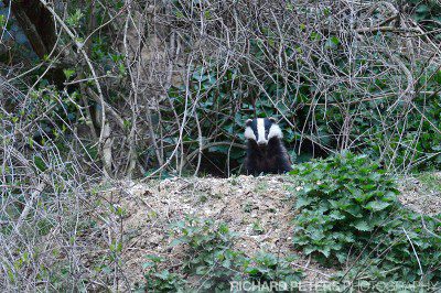 Nikon D4, 600 VR, 1/125, f4, ISO 12800 A badger emerges from it's Sett at dusk, ISO 12800 on the Nikon D4