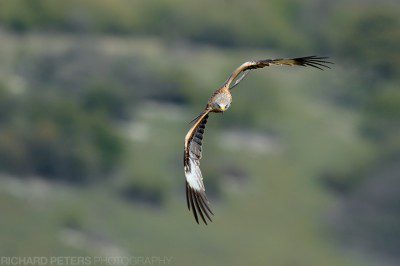A red kite high above The Chilterns, Buckinghamshire. Nikon D4, 600 VR, 1/1600, f6.3, ISO 560