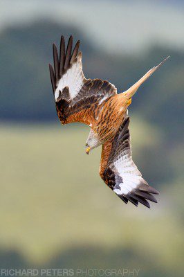 A red kite high above the Buckinghamshire countryside. Nikon D4, 600VR + 1.4x, 1/2000, f8, ISO 900