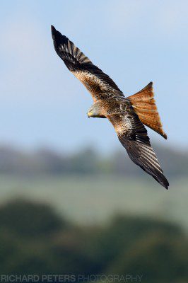 The classic red kite, above the Buckinghamshire countryside