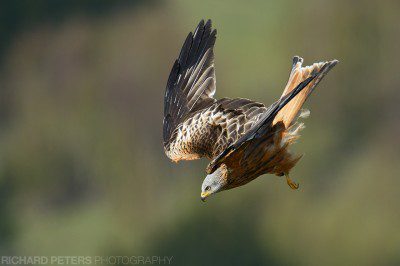 A red kite dives out the sky above Stokenchurch in The Chilterns. Nikon D4, 600 VR + 1.4x, 1/2000, f8, ISO 450