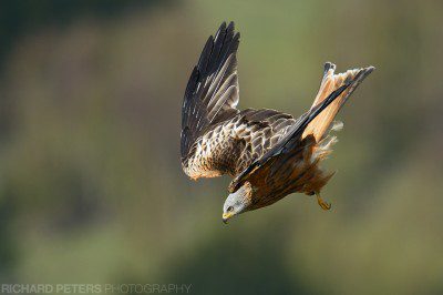 Nikon D4, 600 VR + 1.4x, 1/2000, f8, ISO 450 A red kite dives out the sky above Stokenchurch in The Chilterns. Nikon D4, 600 VR + 1.4x, 1/2000, f8, ISO 450