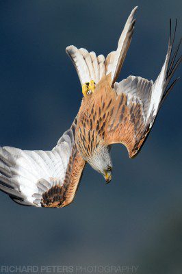 A red kite dives down from the sky in the The Chilterns, Buckinghamshire. Nikon D4, 600VR + 1.4x, 1/2000, f8, ISO 720