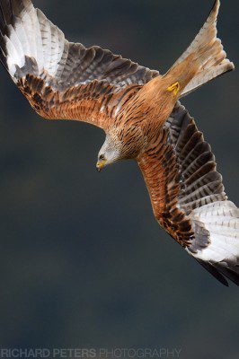 A red kite preparing to dive out the sky in The Chilterns. Nikon D4, 600 VR, 1/3200, f5.6, ISO 1400