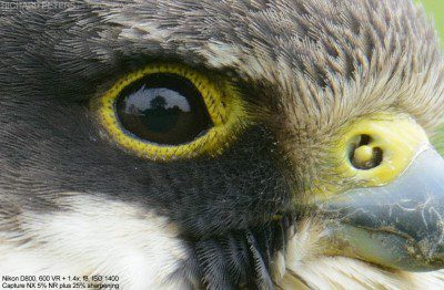 Crop of untouched RAW file from Nikon D800 showing feather detail. Full res TIFF available for download.