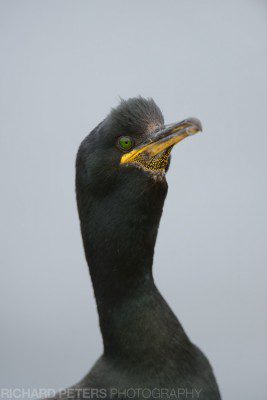 Shag Portrait