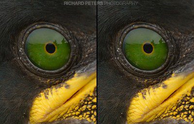 Crop of the eye, sharpened version on right A 100% crop of the eye from a D800 image, taken with the 200-400 VR.