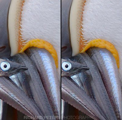 Puffin crop 100% crop from puffin photo, taken with D800 and 200-400 VR. Full resolution tif download available.